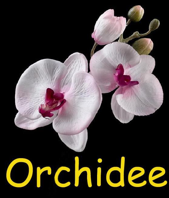 Orchidee Apartment Comines-Warneton Exterior foto